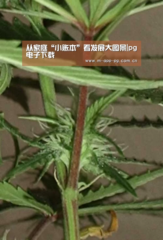 从家庭“小账本”看发展大图景|pg电子下载(图4) pg电子app